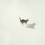 flying_cat