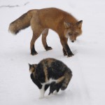 fox_n_cat
