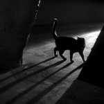 shadow_of_cat